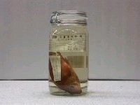 藏品(澳洲黑鯛)的圖片